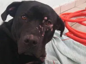 Cachorro raça SRD idade 1 ano nome Negão