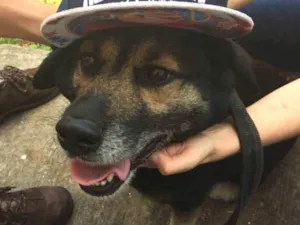 Cachorro raça SRD idade 4 anos nome Mia