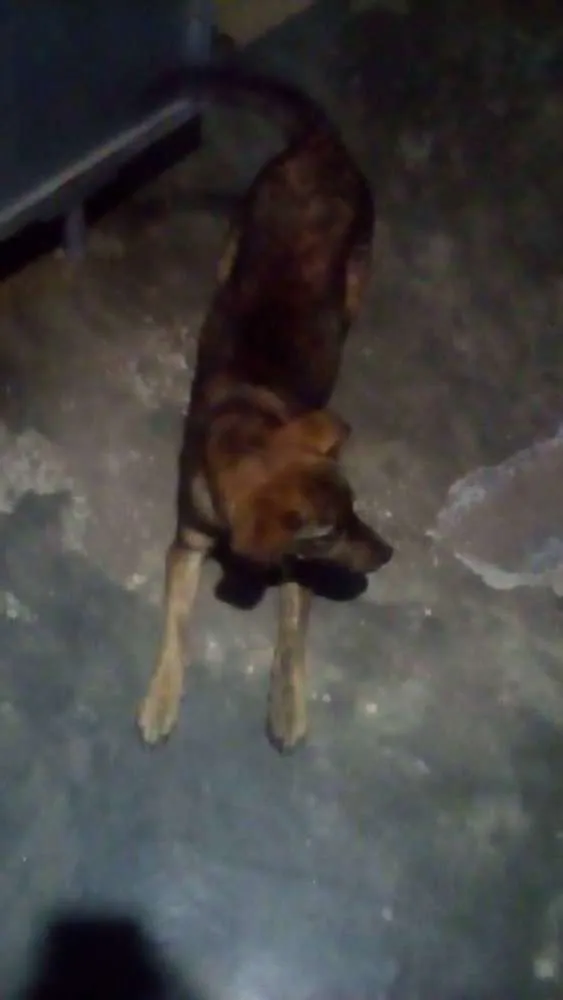 Cachorro ra a Viralata  idade 2 a 6 meses nome Thor e princesa