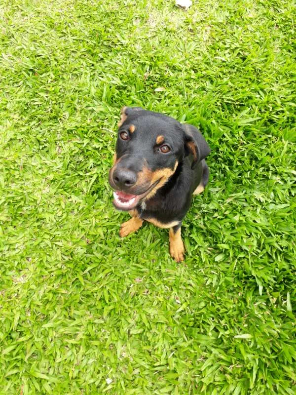 Cachorro ra a SRD idade 7 a 11 meses nome MEG