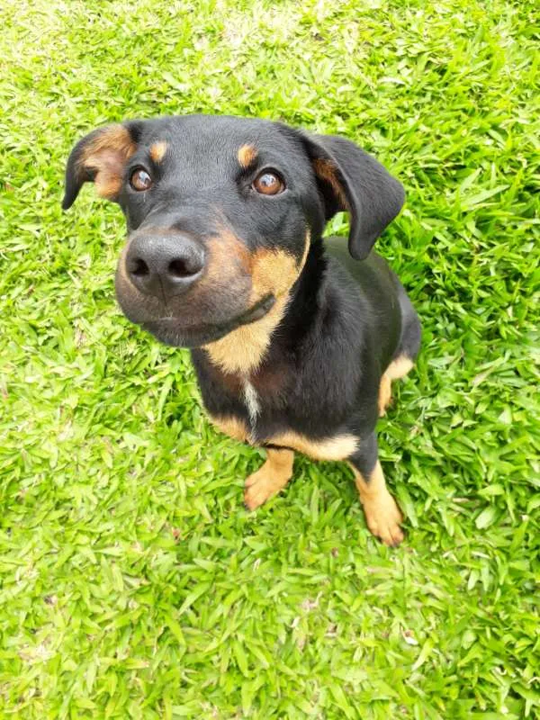 Cachorro ra a SRD idade 7 a 11 meses nome MEG