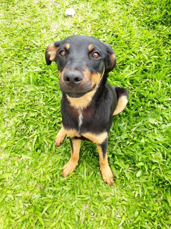 Cachorro ra a SRD idade 7 a 11 meses nome MEG