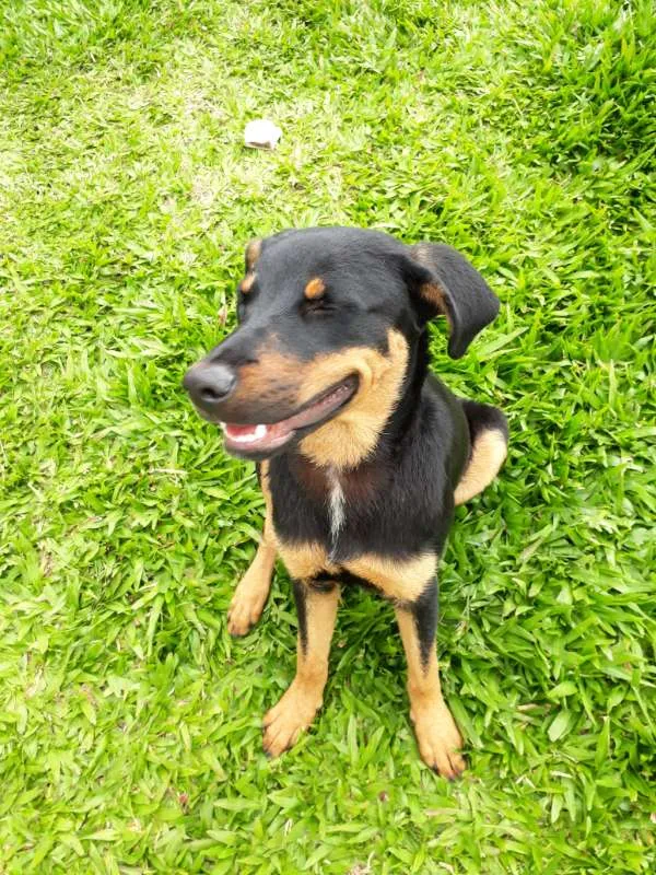Cachorro ra a SRD idade 7 a 11 meses nome MEG