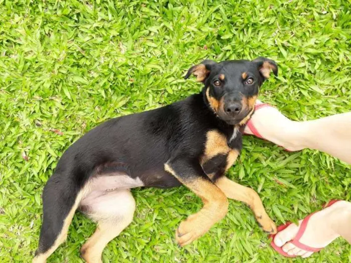 Cachorro ra a SRD idade 7 a 11 meses nome MEG