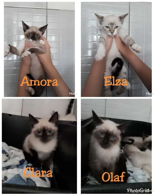 Gato ra a SRD idade 2 a 6 meses nome 4 GATINHOS LINDOS