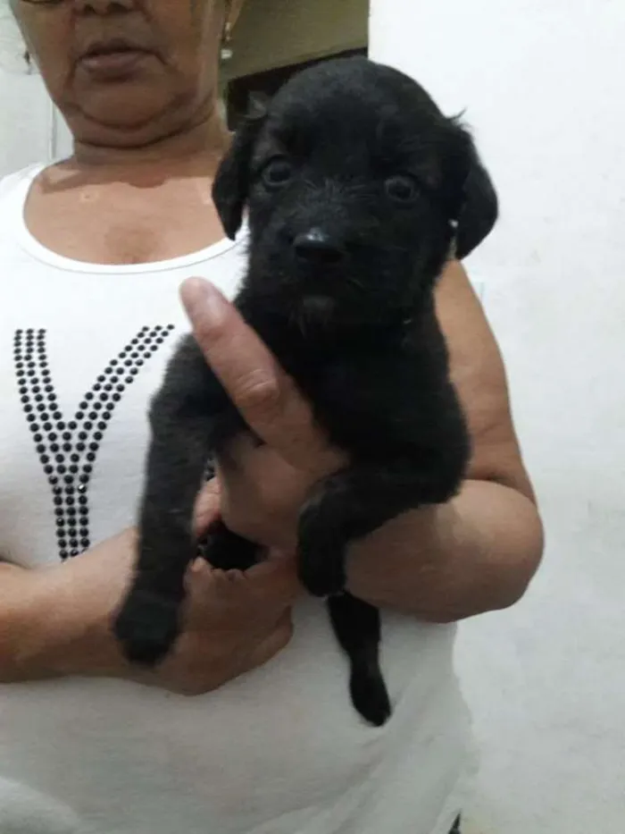 Cachorro ra a Vira lata  idade Abaixo de 2 meses nome Não tem 