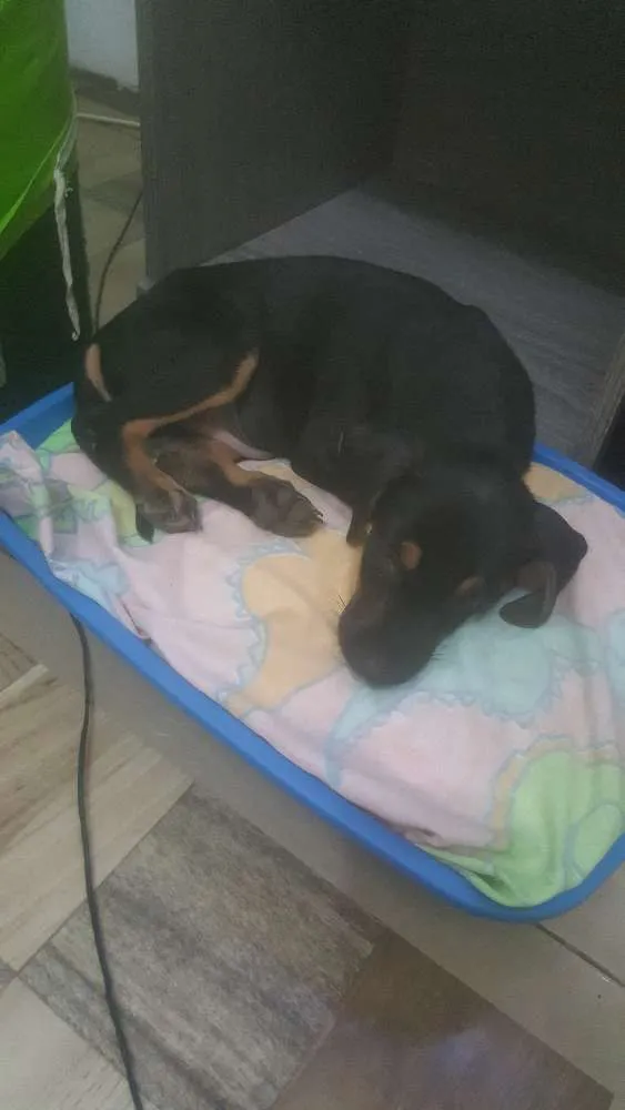 Cachorro raça Sem raça  idade 2 a 6 meses nome Amoroso