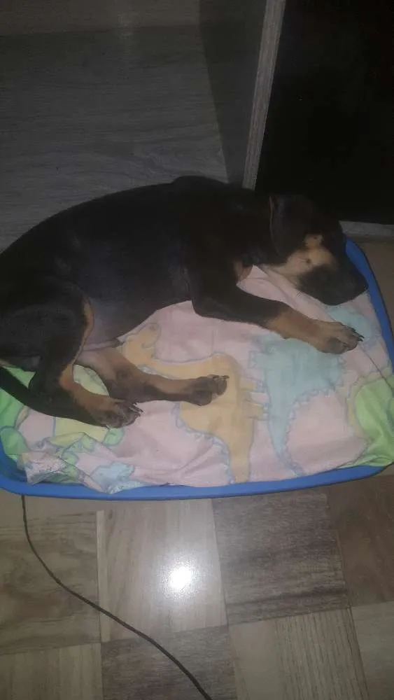 Cachorro raça Sem raça  idade 2 a 6 meses nome Amoroso