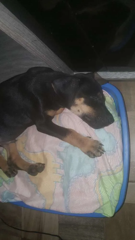 Cachorro raça Sem raça  idade 2 a 6 meses nome Amoroso