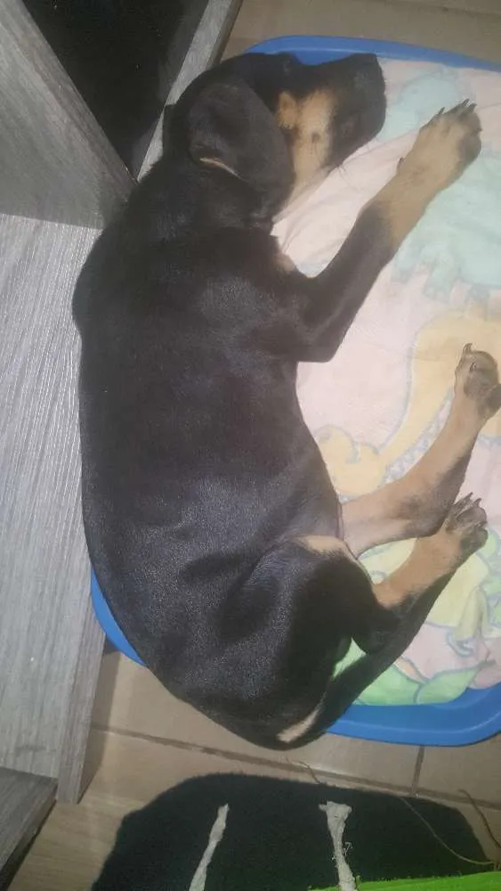Cachorro raça Sem raça  idade 2 a 6 meses nome Amoroso