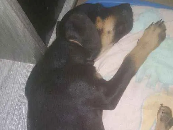 Cachorro raça Sem raça  idade 2 a 6 meses nome Amoroso