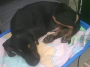 Cachorro raça Sem raça  idade 2 a 6 meses nome Amoroso