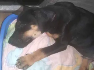 Cachorro raça Sem raça  idade 2 a 6 meses nome Amoroso