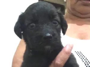 Cachorro raça Vira lata  idade Abaixo de 2 meses nome Não tem 