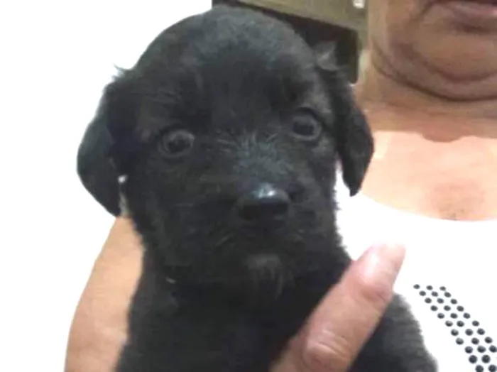 Cachorro ra a Vira lata  idade Abaixo de 2 meses nome Não tem 