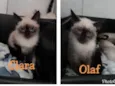 4 GATINHOS LINDOS