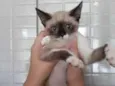 4 GATINHOS LINDOS