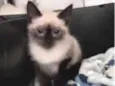 4 GATINHOS LINDOS