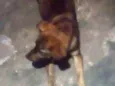Thor e princesa