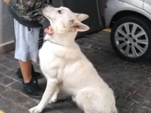 Cachorro raça Pastor suíço idade 1 ano nome Tobi