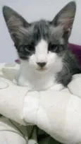 Floki