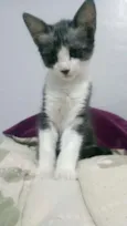 Floki