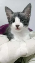 Floki