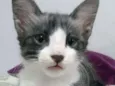 Floki