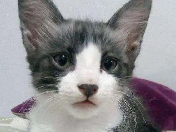 Gato ra a SRD idade 2 a 6 meses nome Floki