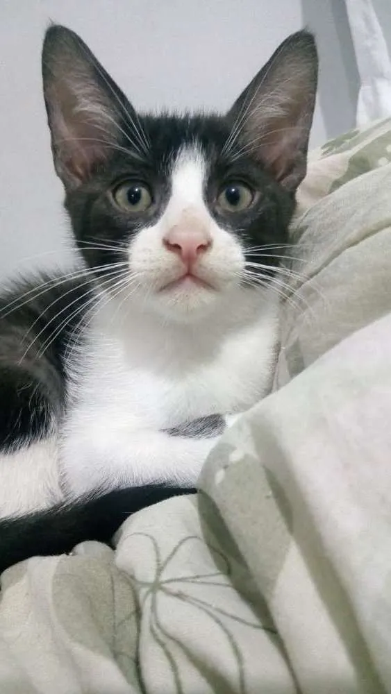 Gato ra a SRD idade 2 a 6 meses nome Ragnar