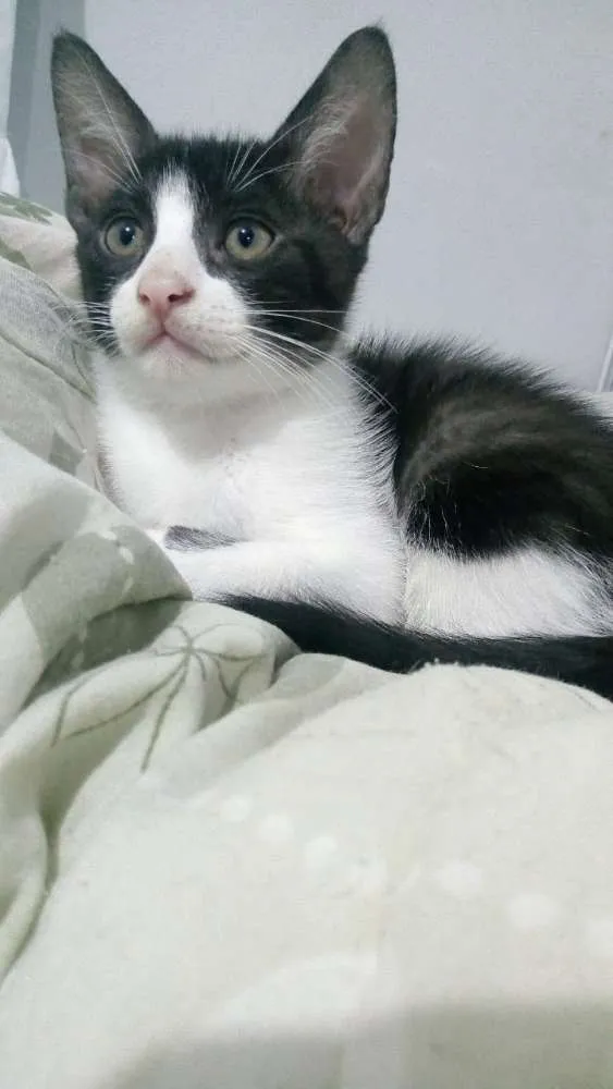Gato ra a SRD idade 2 a 6 meses nome Ragnar