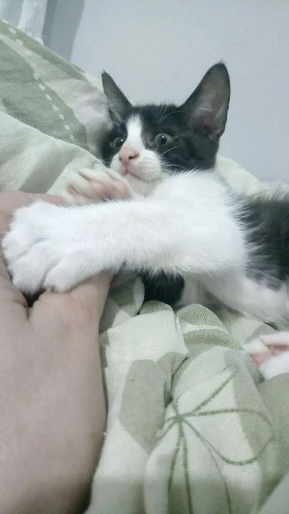 Gato ra a SRD idade 2 a 6 meses nome Ragnar