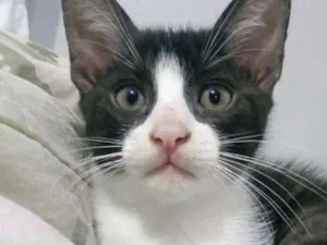 Gato raça SRD idade 2 a 6 meses nome Ragnar