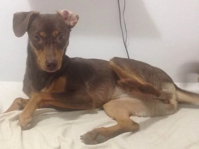 Cachorro ra a Vira lata  idade 7 a 11 meses nome Amarula