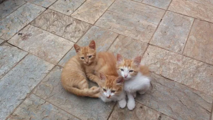 Gato raça SRD idade 2 a 6 meses nome Nina