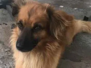 Cachorro raça SRD idade 3 anos nome Bolota