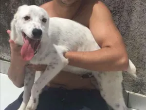 Cachorro raça Vira lata idade 2 a 6 meses nome Urso
