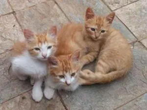 Gato raça SRD idade 2 a 6 meses nome Nina