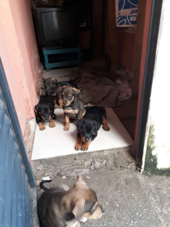 Cachorro raça Mestico idade Abaixo de 2 meses nome Lilica