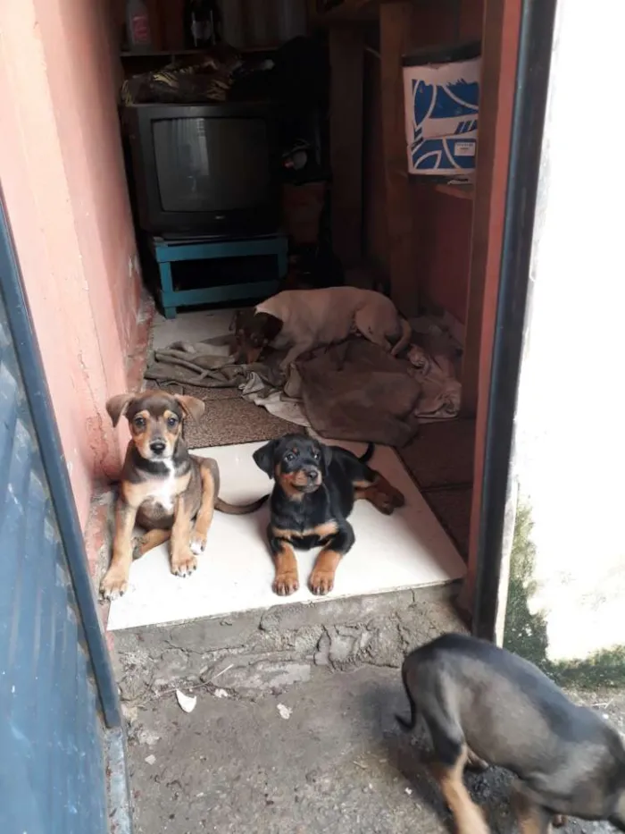Cachorro raça Mestico idade Abaixo de 2 meses nome Lilica