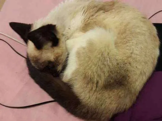Gato raça Sem raça definida idade 2 a 6 meses nome Sem Nome
