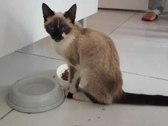 Gato raça Sem raça definida idade 2 a 6 meses nome Sem Nome