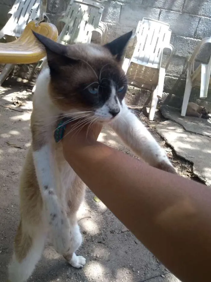 Gato raça Siamês idade 2 anos nome Piter