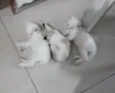 Gatinhos