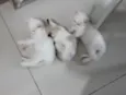 Gatinhos