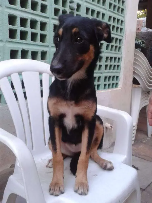 Cachorro ra a SRD idade 2 a 6 meses nome Lindinha e Docinho