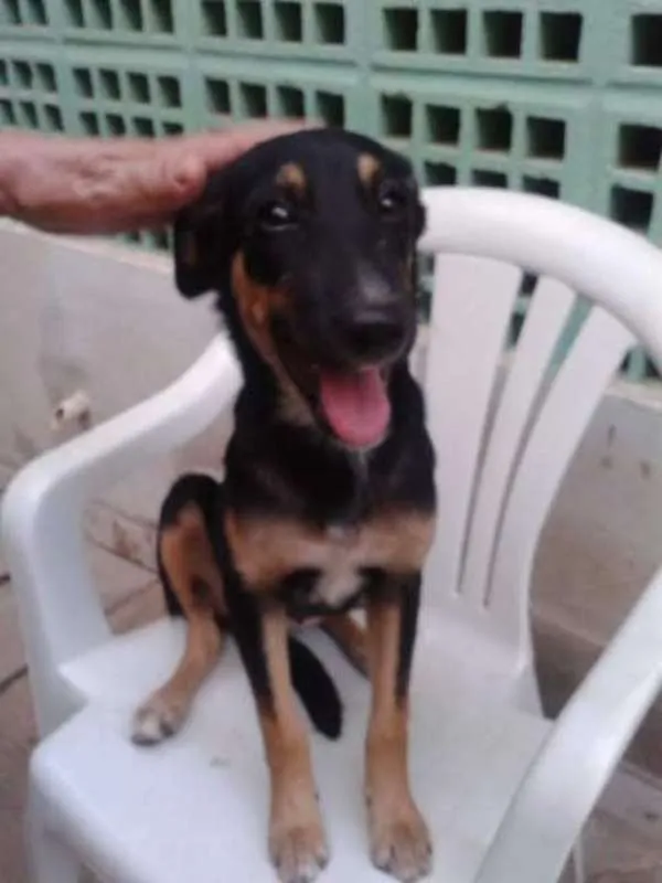 Cachorro ra a SRD idade 2 a 6 meses nome Lindinha e Docinho