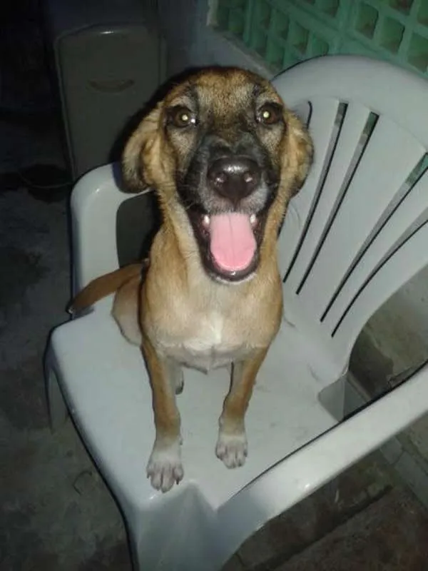 Cachorro ra a SRD idade 2 a 6 meses nome Lindinha e Docinho