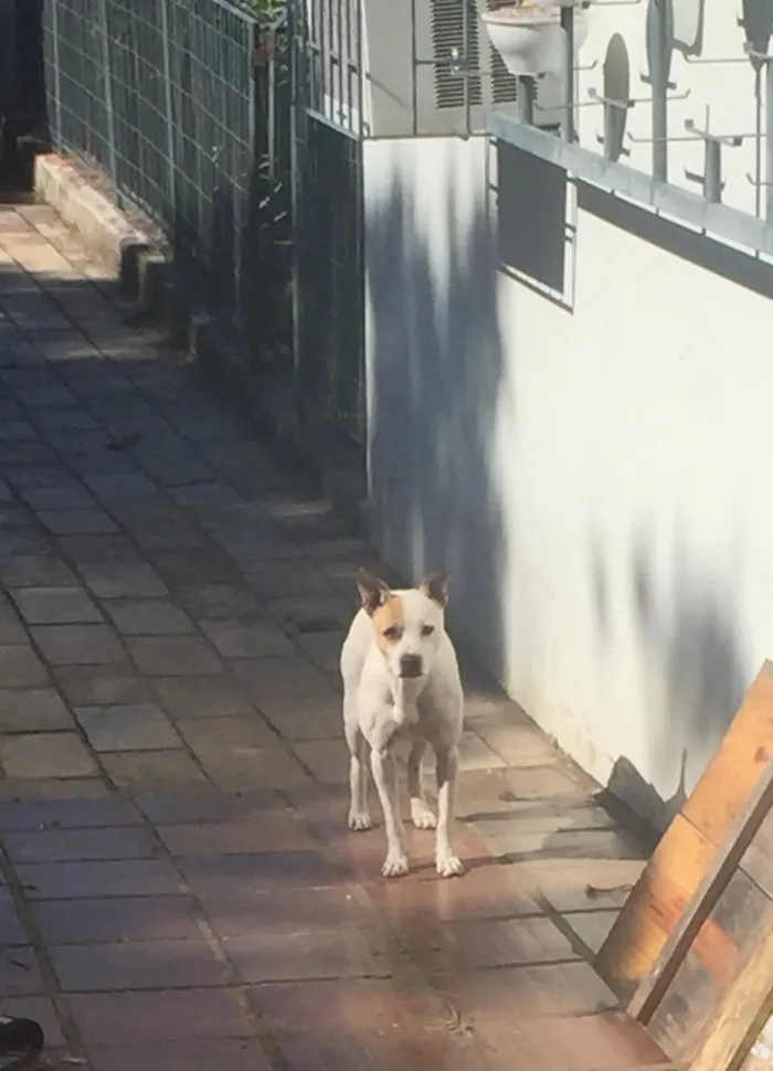 Cachorro ra a Viralata idade 3 anos nome Laika