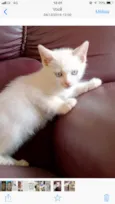 Gatinhos
